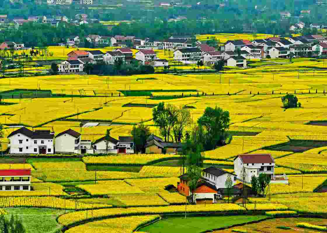 汉中油菜花图片_汉中油菜花图片大全